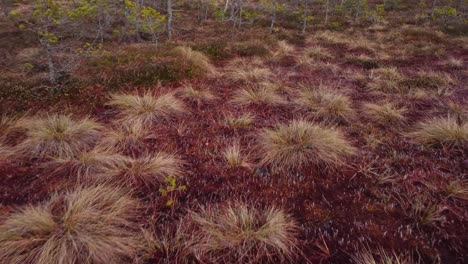 Frozen-swampland-on-cold-winter-season-day,-low-angle-motion-view