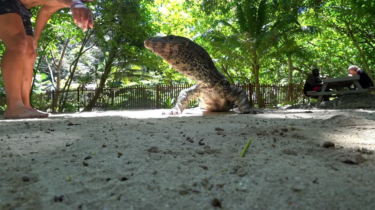 The monitor lizard tries to lick the man's hand.