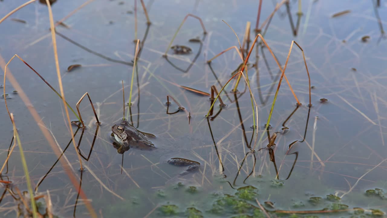 High angle view of one toad resting close to pond shore. Subtle ripples move across calm water surface in quiet nature scene