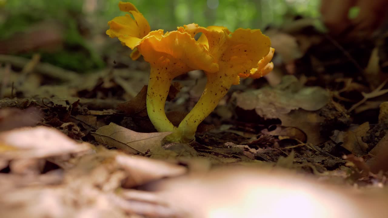 Macro closeup shot of yellow chanterelle mushroom hidden in forest, hands cut bottom with knife and brushes it from dirt, static, day