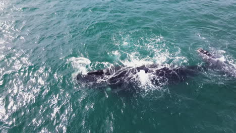 ballena franca y cría interactuando en aguas costeras de hermanus