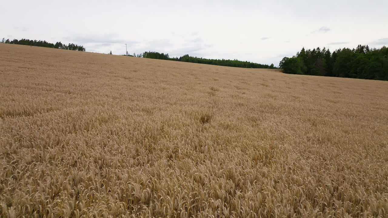 Growing Cornfield In Cultivated Land In Eastern Norway