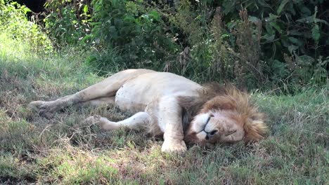 el león soñoliento descansa bajo la sombra de un árbol después de cazar en el cráter de ngorongoro, tanzania