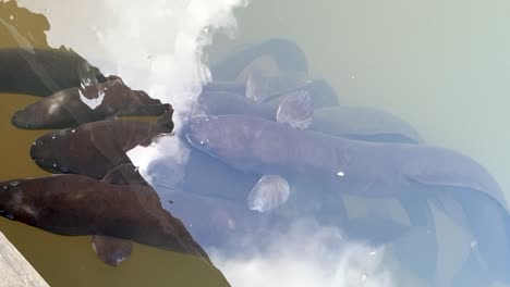 Große-Schwarze-Süßwasser-Salzwasseraale-Kommen-An-Die-Oberfläche-Des-Flusses,-Um-In-Neuseeland-Zu-Fressen