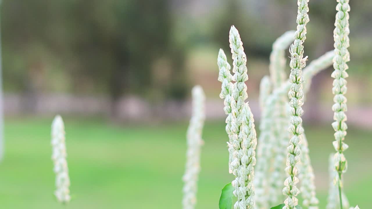 공원 에서 꽃 이 피는 식물 들 의 근접 사진