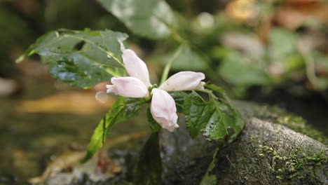 close macro footage of a flower that is growing out of a rock in a stream