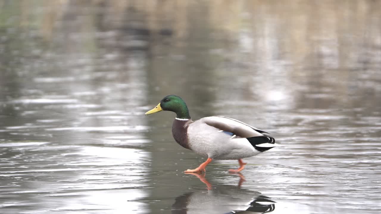Slow motion scenery of duck slipping across surface of frozen pond