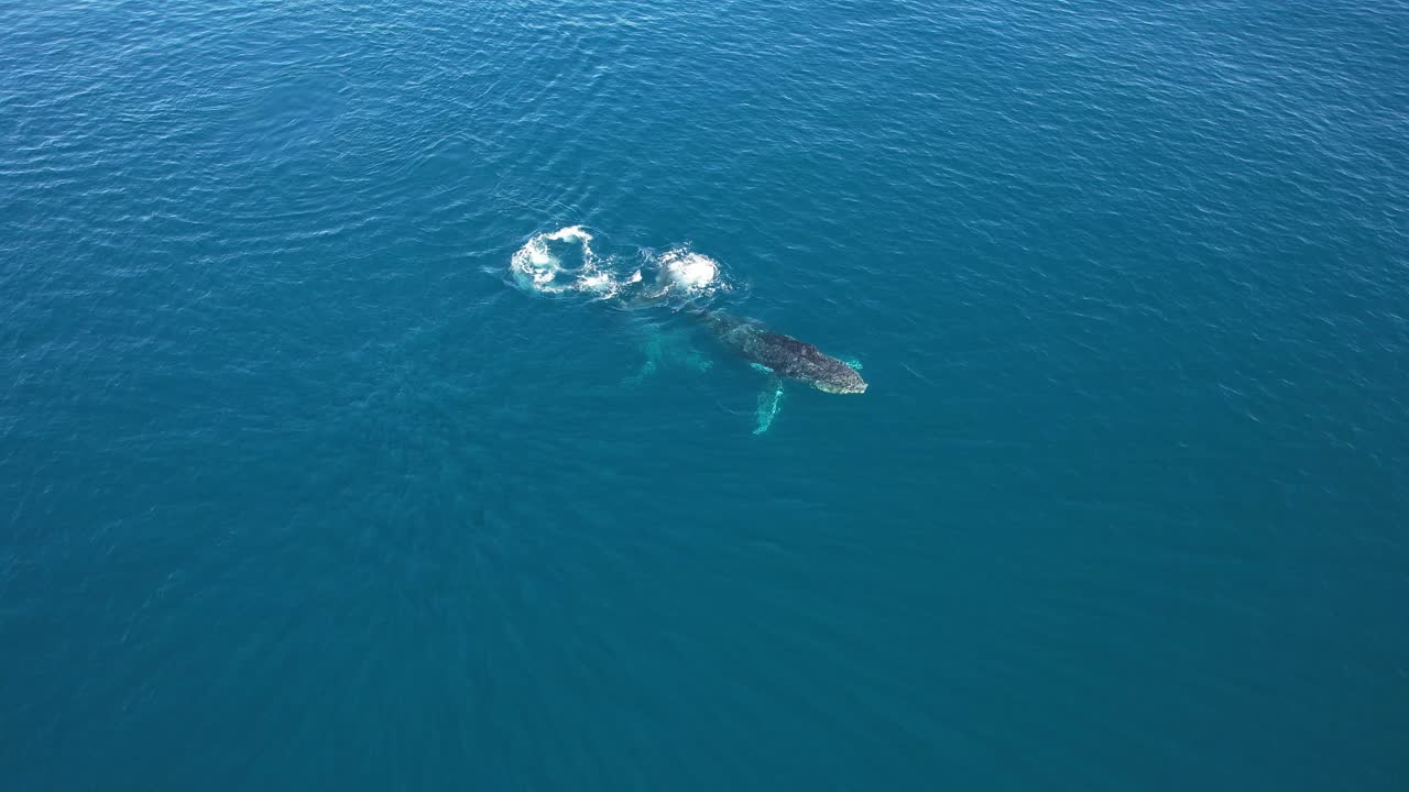 ballena jorobada nadando libremente en el océano para buscar comida en la playa de peregian