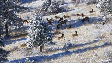 Herd-of-cow-Elk-resting-and-grazing-on-a-snowy-hillside-in-the-Rocky-Mountains-of-Colorado