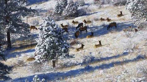 herd of cow elk resting and grazing on a snowy hillside in the rocky mountains of colorado