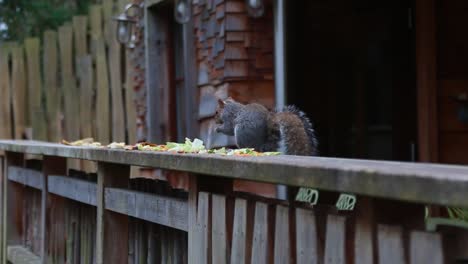 a close-up of a squirrel eating some leftover food-2