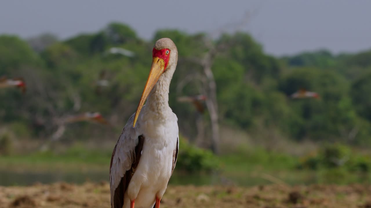 Yellow billed stork Mycteria ibis stands on dry land near the Nile River in Murchison Falls National Park, Uganda, while other birds fly in the background under soft daylight.