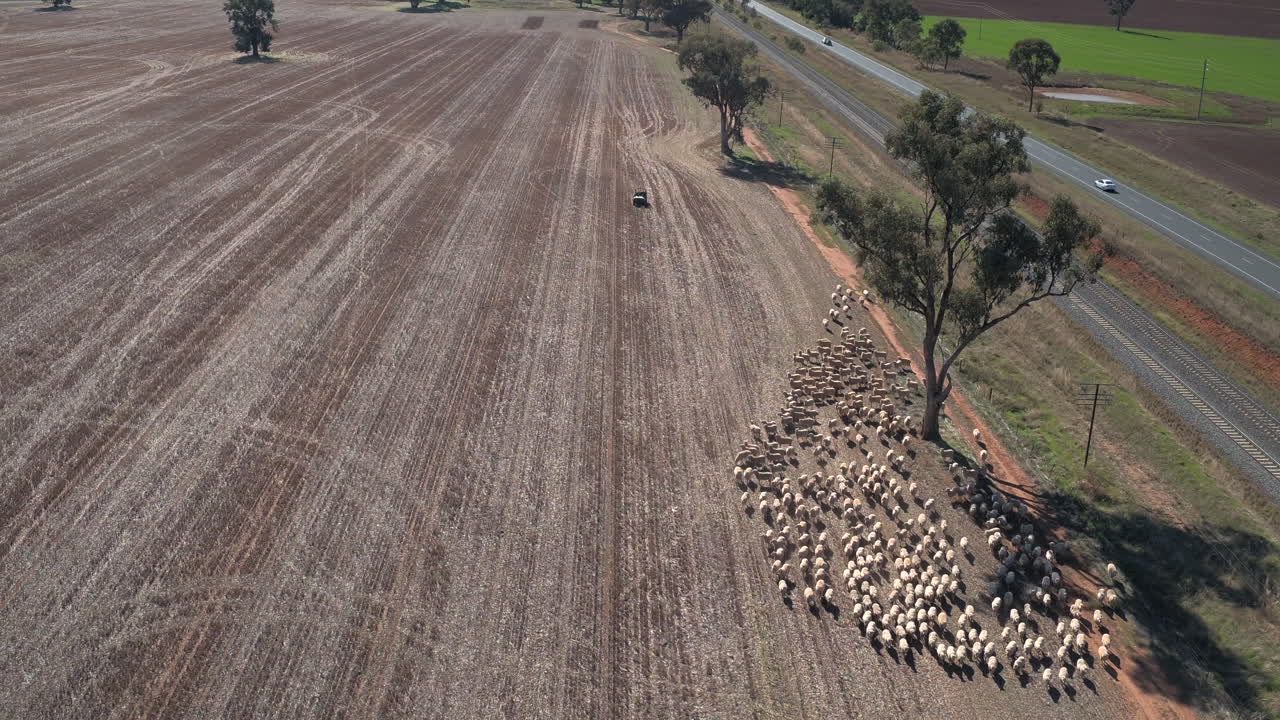 Aerial view of a herd of sheep being rounded up by cattle dogs and a four wheel motorcycle in the rural town of Yerong Creek Wagga Wagga NSW Australia