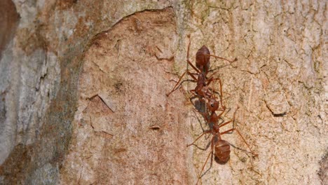 Weaver-Ants,-Oecophylla,-Kaeng-Krachan-National-Park,-Thailand,-4K-Footage