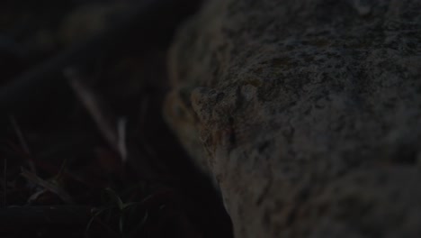 macro shot of banded sugar ant climbing along rocks during dusk