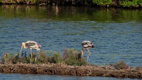 One-bringing-some-nesting-materials-while-the-other-two-follow-going-to-the-left,-Painted-Stork-Mycteria-leucocephala,-Thailand