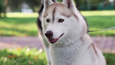 Perro-Grande-Sentado-Al-Lado-De-Otro-Perro-En-El-Parque