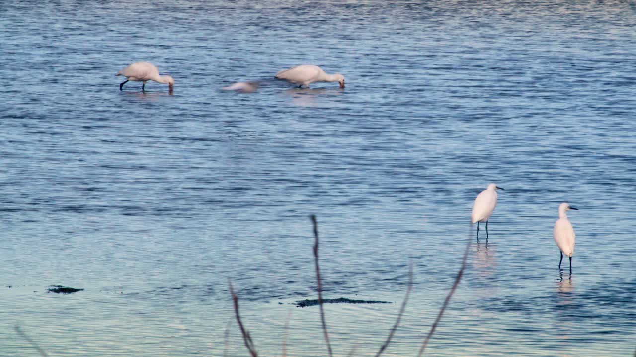 Seagull, Egret, Heron, Fishing In Shallow Water Of Pond, Lake