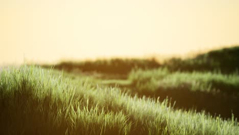 groen veld bij zonsopgang met blauwe hemel