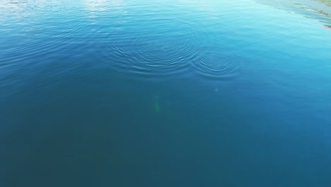 aerial view tilting down as orca whales swim towards the camera, diving and disappearing into the deep sea