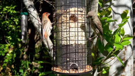 finches and sparrows feed from a backyard bird feeder