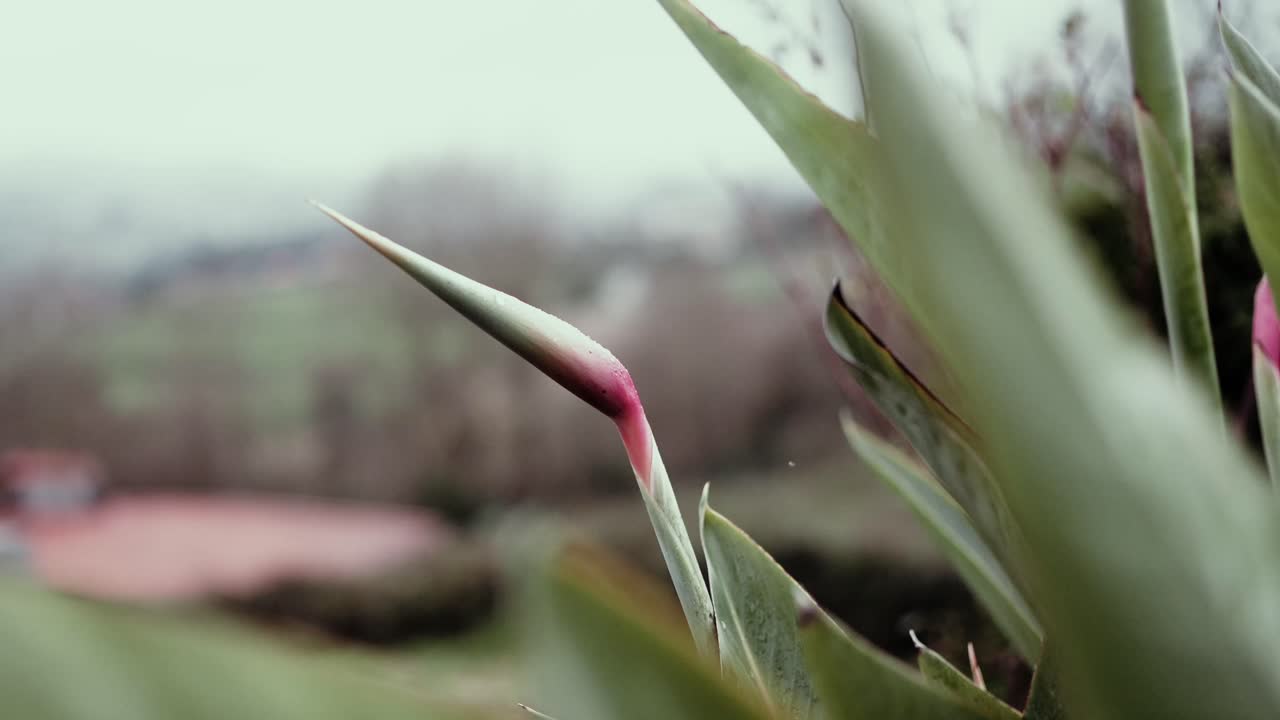 Vista macro di un bocciolo di pianta con foglie verdi in un ambiente da giardino esterno.