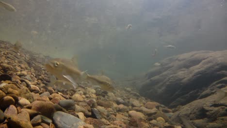 Der-Kaeng-Krachan-Nationalpark-Ist-Die-Heimat-Vieler-Fantastischer-Wildtiere-Und-Die-Bäche-Sind-Eine-Lebensquelle-Für-Frisches-Wasser,-Das-Tiere-Trinken-Und-Fische-Herumschwimmen-Können