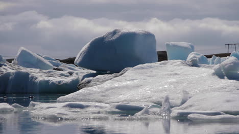 seal swims by glacier in iceland water