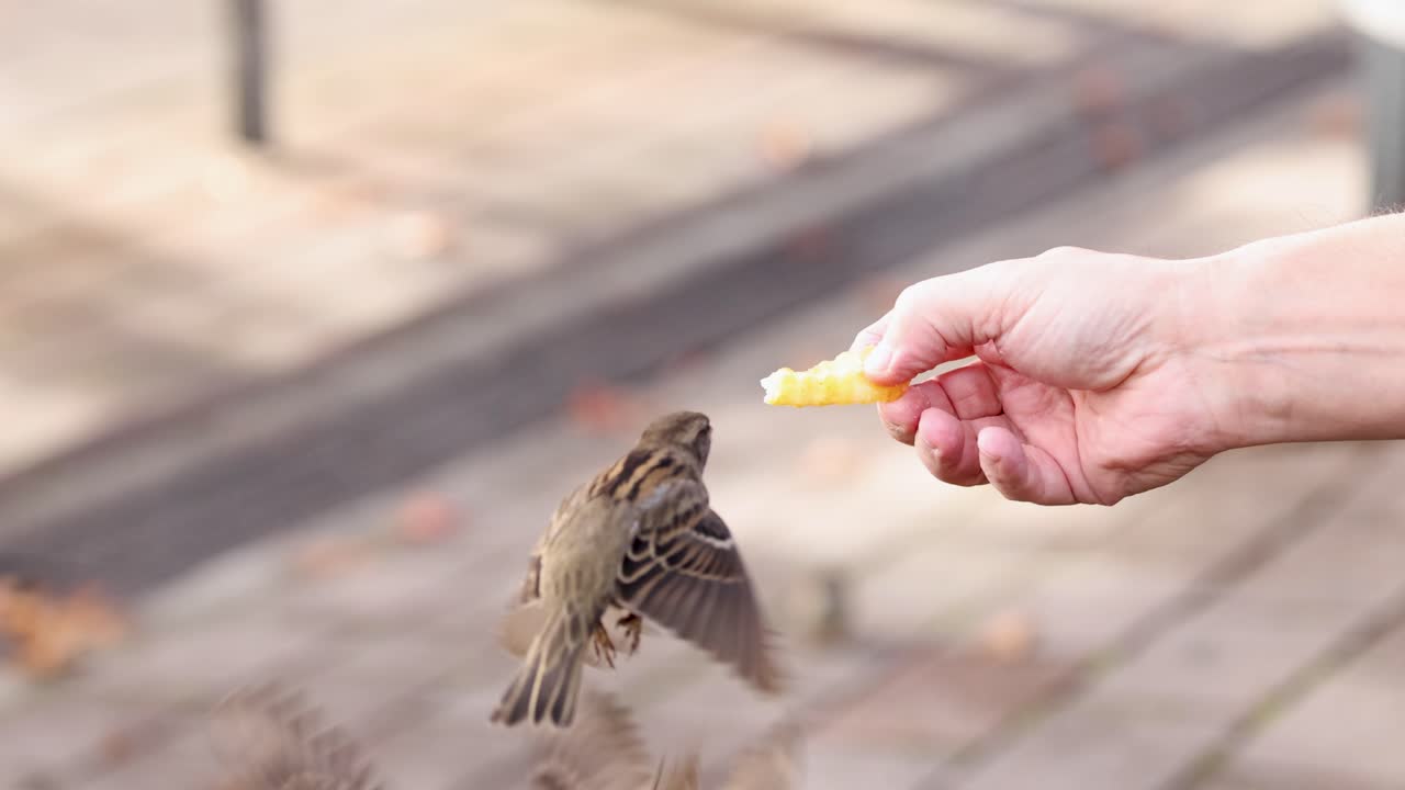 A sparrow approaches a hand holding food in an outdoor setting, showcasing a moment of human-wildlife interaction