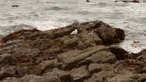 Disparó-2-Gaviotas-Y-Una-Volando-En-Rocas-Expuestas-Durante-La-Marea-Baja,-Mousehole-Cornwall