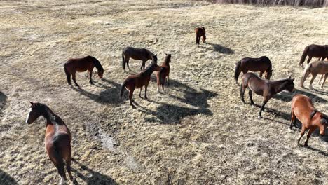 Drone-shot-of-Wild-Mustangs-in-Nevada