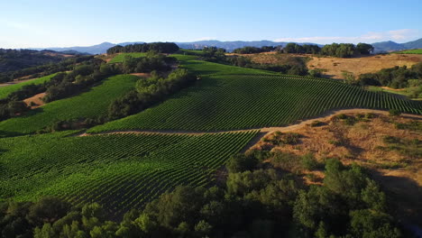 Eine-Hohe-Antenne-über-Reihen-Von-Weinbergen-In-Sonoma-County-3-.-In-Nordkalifornien