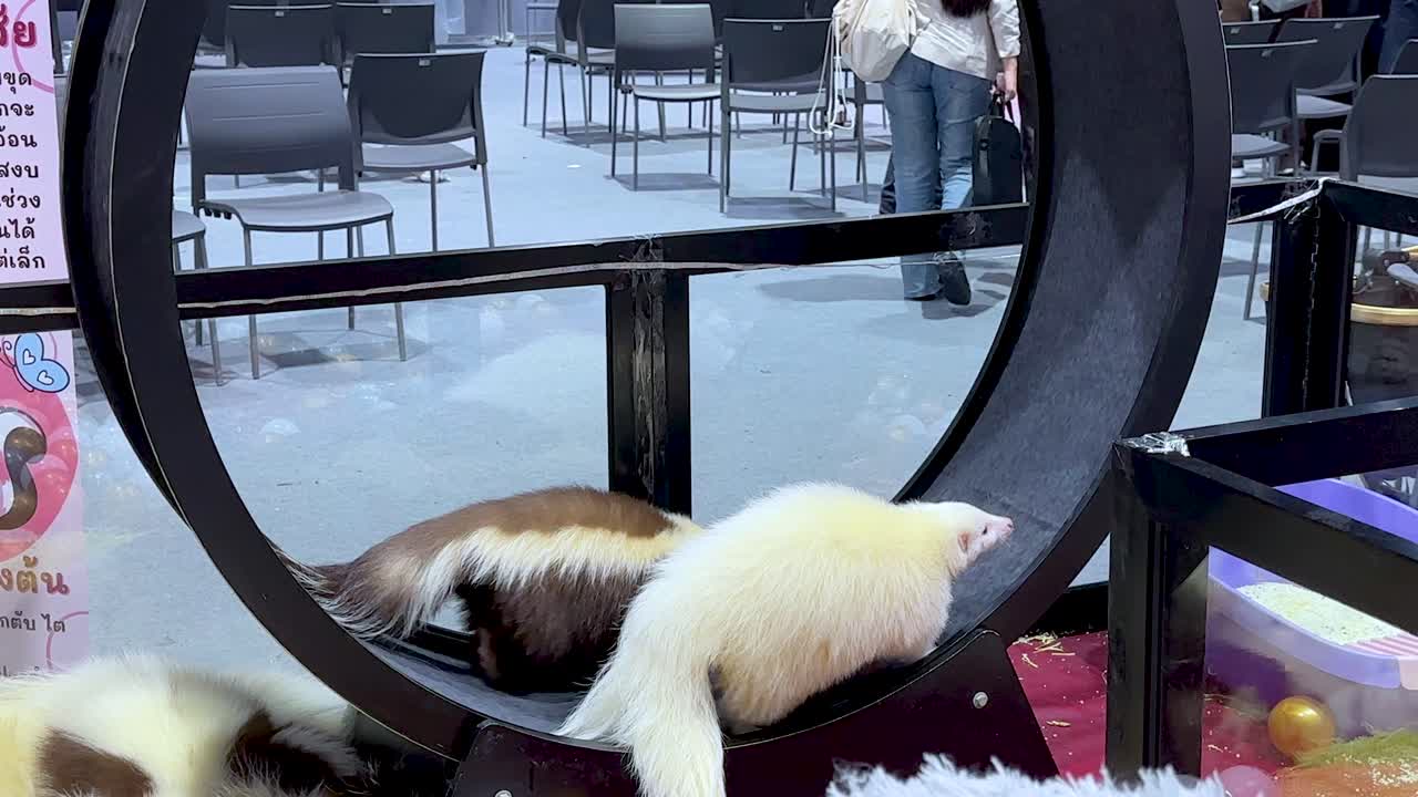 Domestic skunk lounges on large exercise wheel at bright indoor pet exhibition, handheld camera