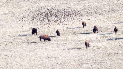 american bison on the prairie followed by cowbirds