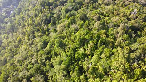 Reversing-high-above-rainforest-of-green-trees-on-a-tropical-island-destination-in-Raja-Ampat,-West-Papua,-Indonesia