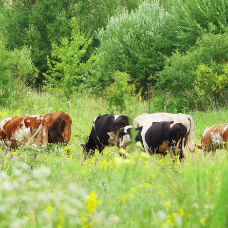 cows grazing on green summer meadow 4k