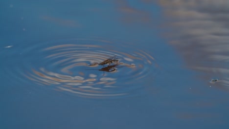 El-Patinador-De-Estanque-Común-O-El-Zancudo-De-Agua-Común-Se-Deslizan-Sobre-El-Agua-En-La-Temporada-De-Cría