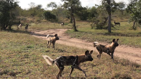Pack of african wild dogs pestering a wildebeest