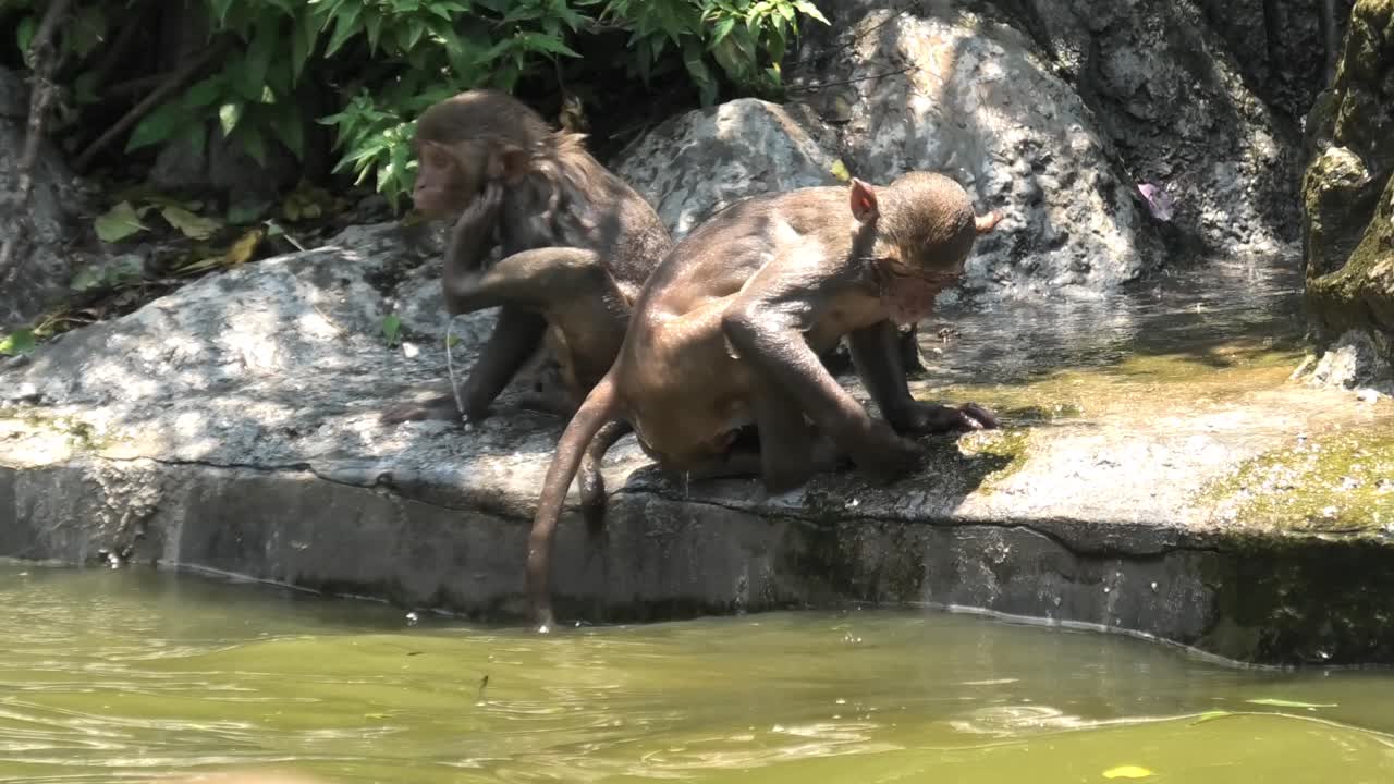 Group of wild baby monkeys playing in the water at Monkey Island in Nha Trang, Vietnam. Macaques play freely on tropical Island
