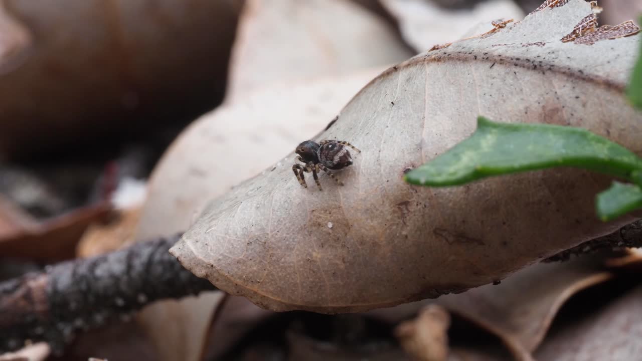 공작 거미 maratus karrie 암컷, 주위를 둘러보기 위해 회전
