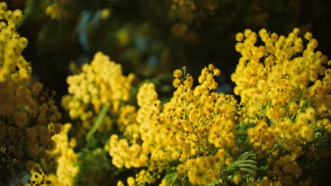 beautiful yellow budding flowers in the bright sunlight