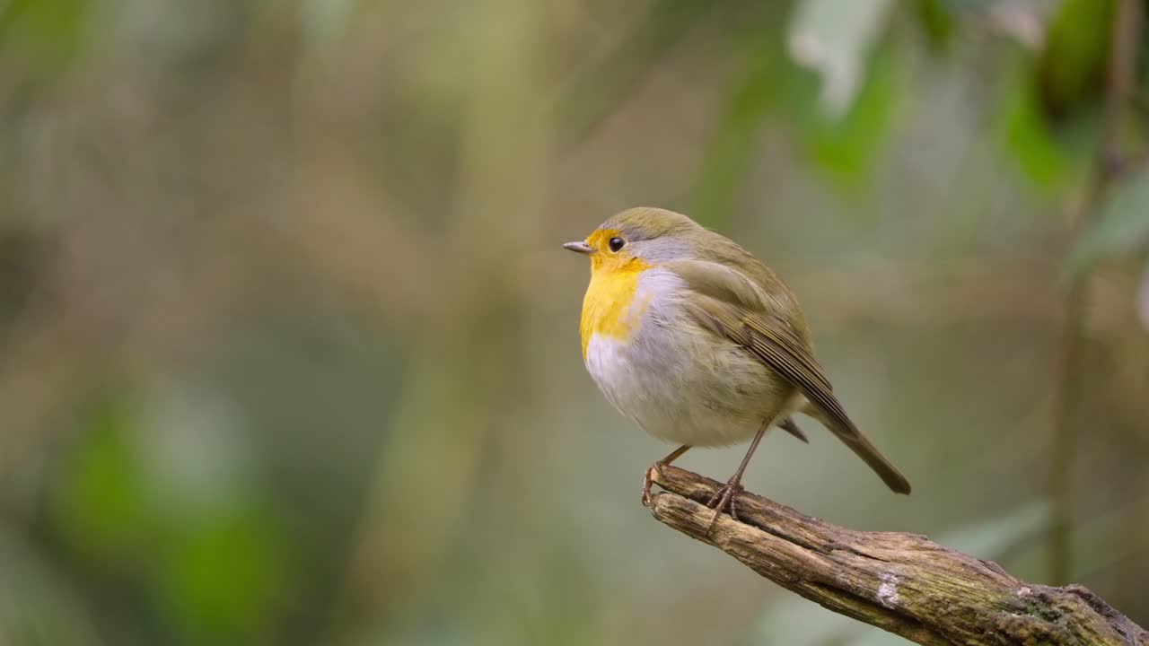 Eurasian robin perches on slender branch in soft forest light, head moving gently in slow motion