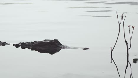 Aterrador-Animal-Reptil-Caimán-Negro-En-Agua-Con-Ramas