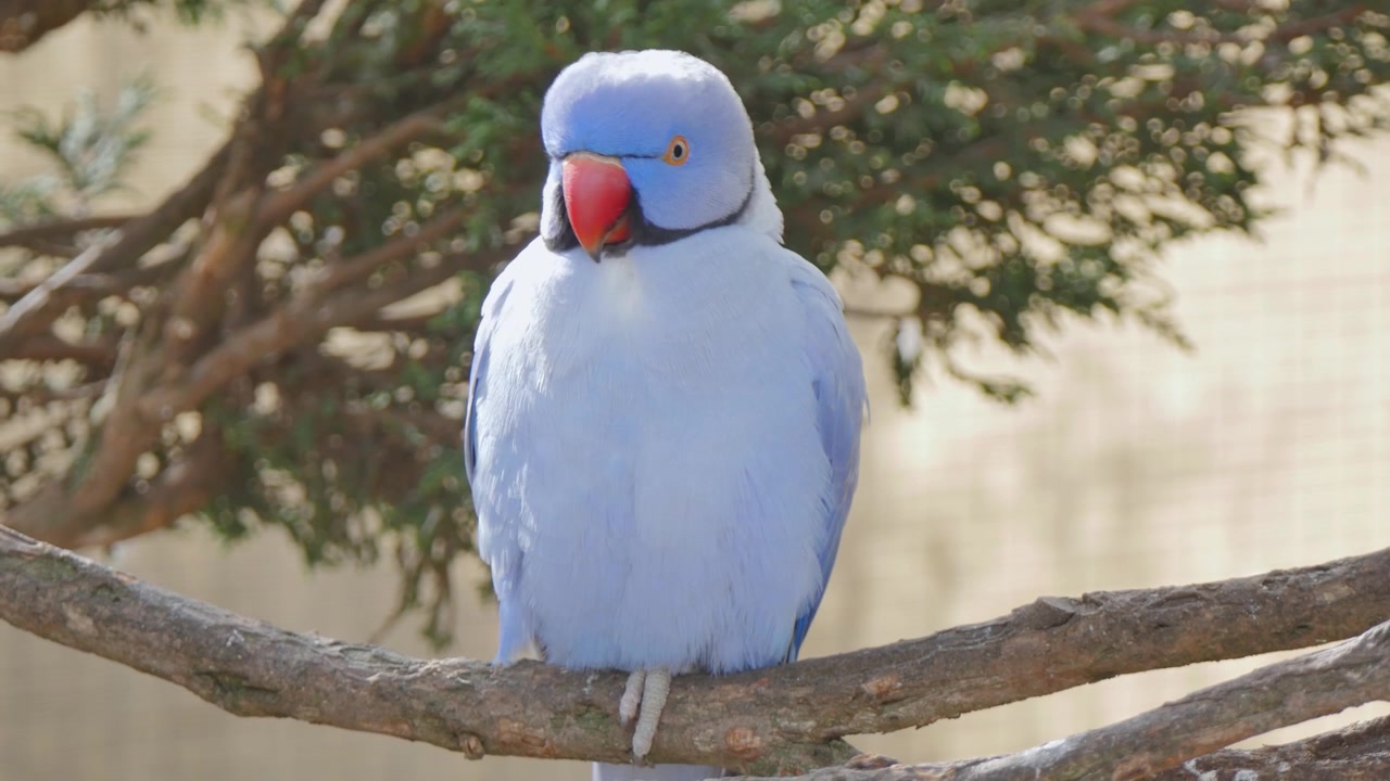 Uccello blu posato su un albero