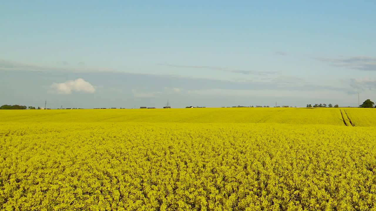 órbita aérea sobre colza amarilla colza archivada cerca de una granja de molinos de viento en un lugar ecológico fuera de la ciudad, polonia