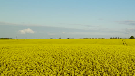 aerial orbit over rape yellow rapeseed filed near with wind mill farm on ecological place outside the city, poland