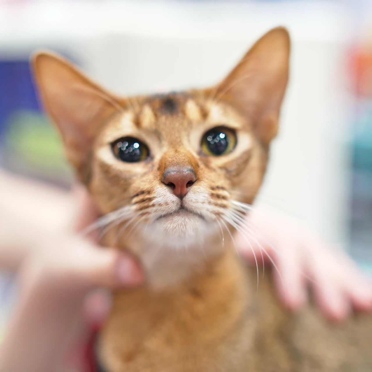 Cute abyssinian cat in a cage
