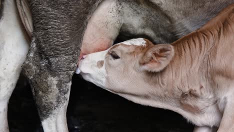 Junges-Weißes-Braunes-Kalb-Trinkt-Milch-Aus-Dem-Euter-Der-Kuh