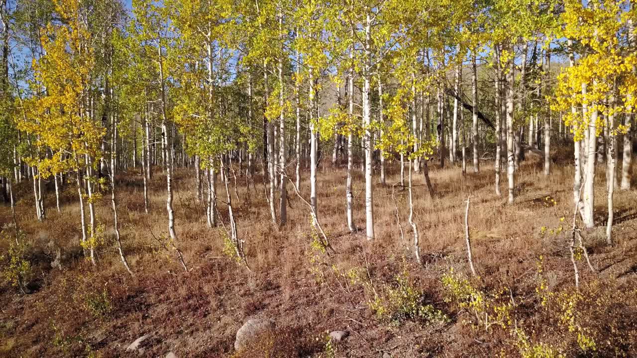 panorámica de árboles de álamo temblón en otoño en el centro de utah