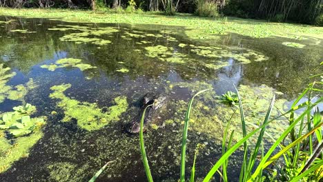 Cocodrilo-Escondido-En-Los-Everglades,-Tiro-Lateral-Deslizante-Con-Hierba-En-Primer-Plano